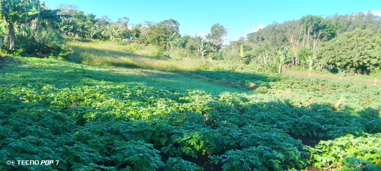 Parcelles agricoles et maraîchage à Maouéni-M'boudé