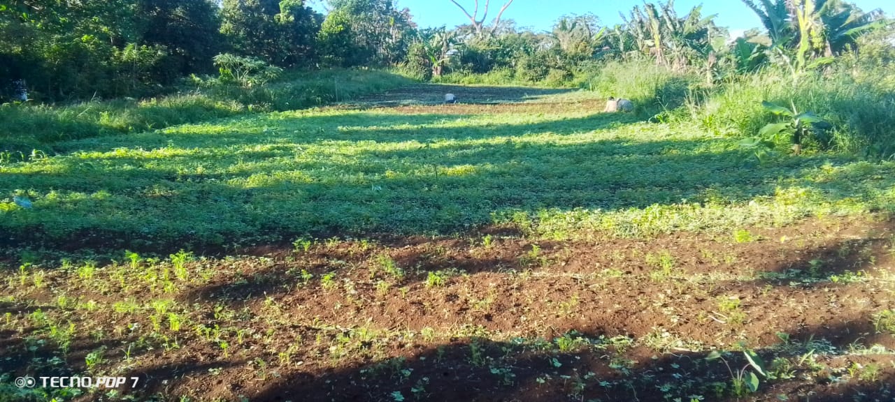 Paysans travaillant les sillons d'une parcelle agricole à Maouéni-M'boudé